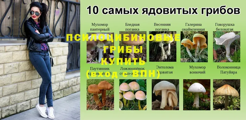 Псилоцибиновые грибы Psilocybe  купить закладку  Ряжск 